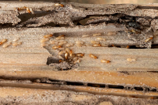 Best Local Pest Control Services  in Minco, OK